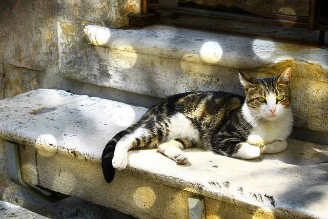 cats of istanbul