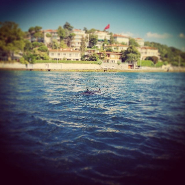 dolphins in the black sea and istanbul